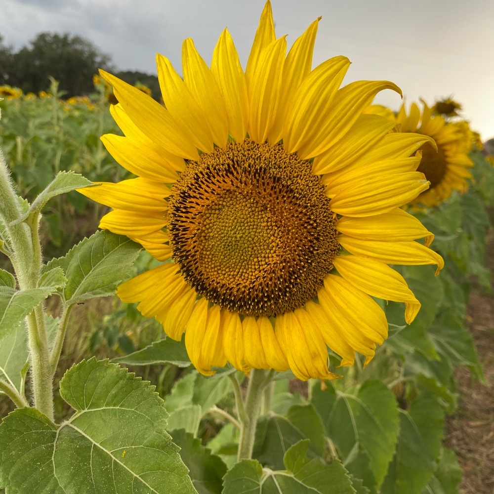 Meet your Posher, Candy